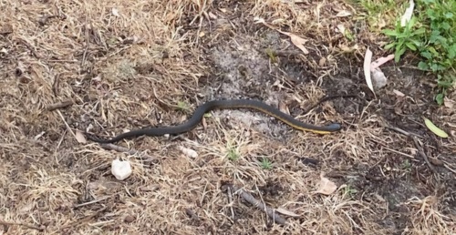 Western Tiger Snake sighting
