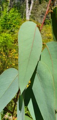 Eucalyptus delegatensis