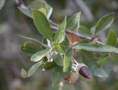 Quercus brandegeei