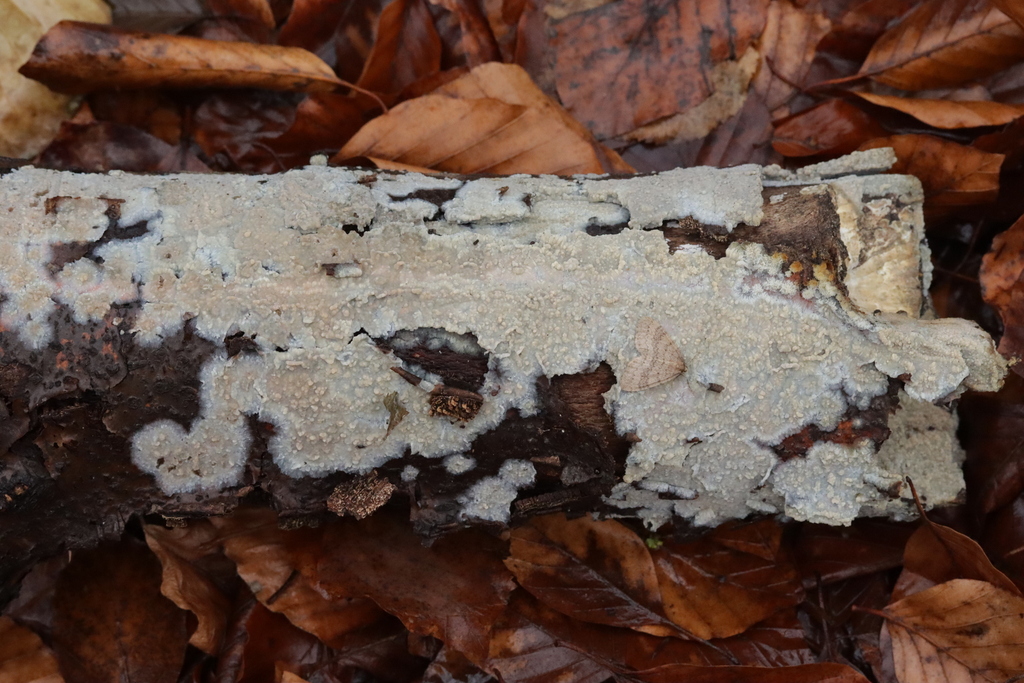 Radulomyces confluens · December 2025 · photo: © bjoerns (iNaturalist, cc-by)