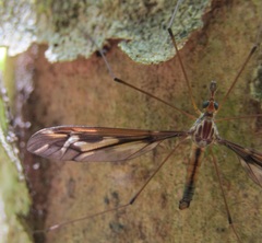 Leptotarsus huttoni