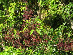 Guioa acutifolia