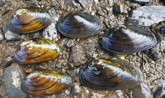 Pyganodon grandis