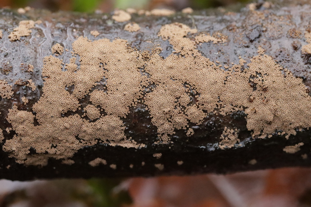Merismodes fasciculata · December 2025 · photo: © bjoerns (iNaturalist, cc-by)