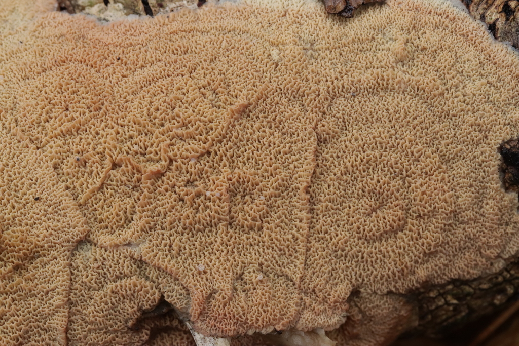 Merulius tremellosus · December 2025 · photo: © bjoerns (iNaturalist, cc-by)