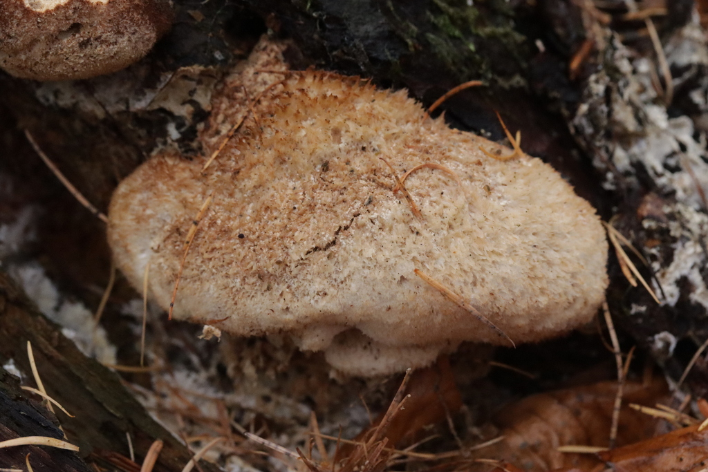 Ptychogaster albus · December 2025 · photo: © bjoerns (iNaturalist, cc-by)