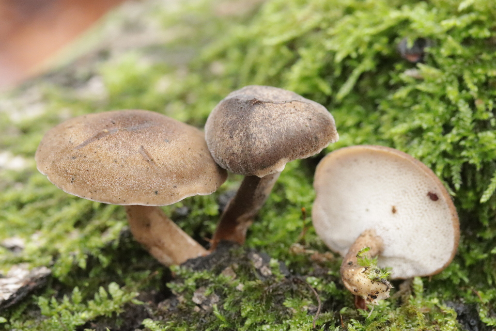 Lentinus brumalis · December 2025 · photo: © bjoerns (iNaturalist, cc-by)
