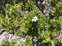 Olearia pinifolia