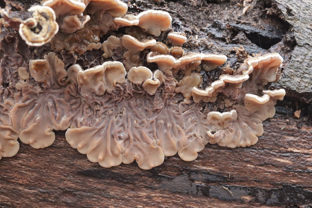 Auricularia mesenterica · December 2025 · photo: © bjoerns (iNaturalist, cc-by)