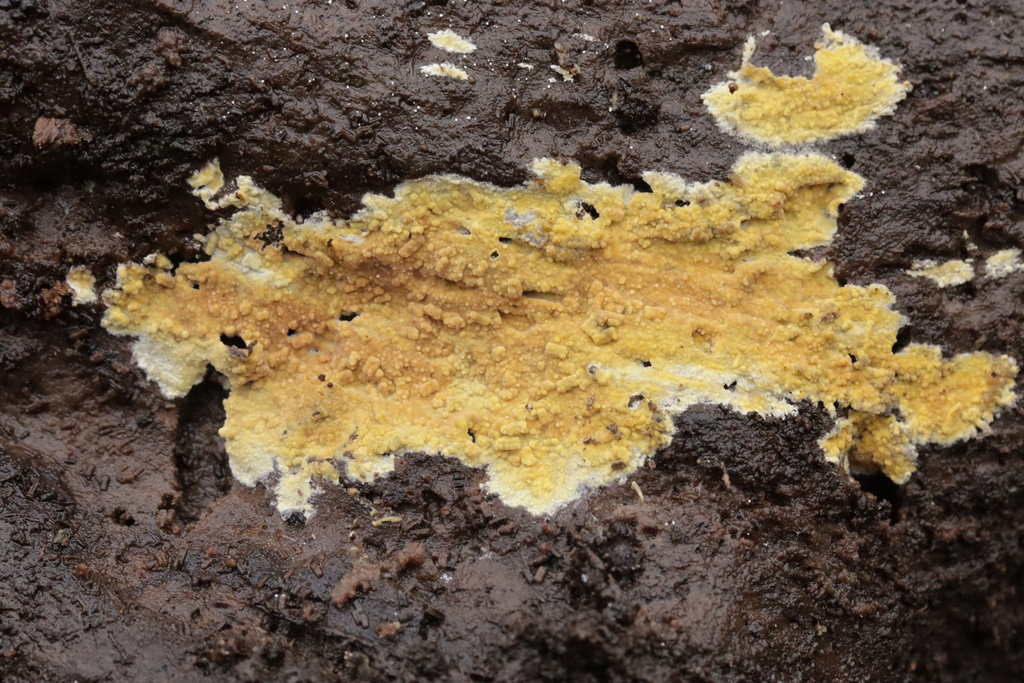 Phlebiodontia subochracea