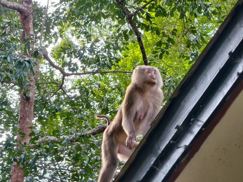 Northern Pig-tailed Macaque