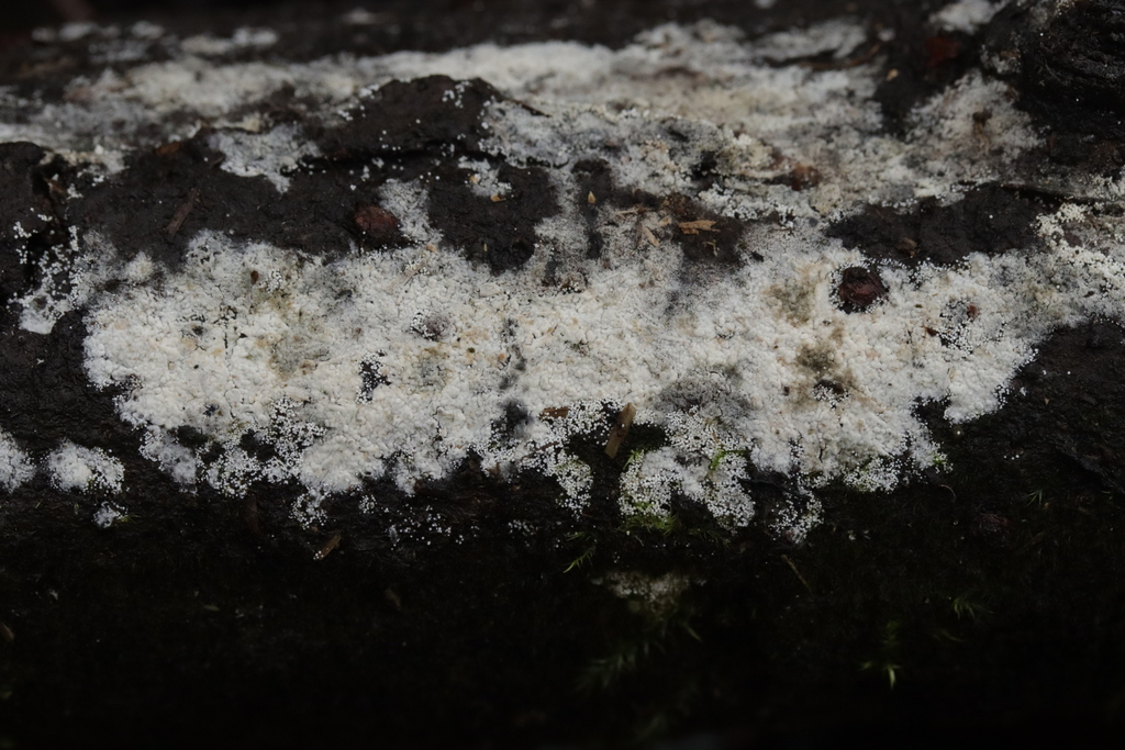 Aegerita candida · December 2025 · photo: © bjoerns (iNaturalist, cc-by)