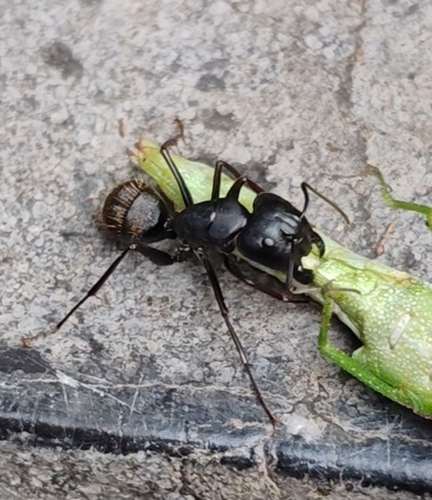Japanese Carpenter Ant