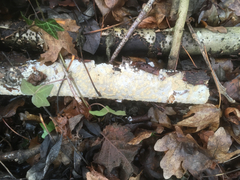 Radulomyces confluens