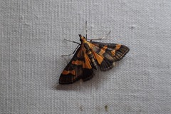 Metallarcha diplochrysa