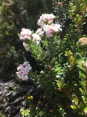 Pimelea sericea