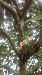 Leochilus oncidioides