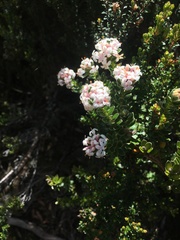 Pimelea sericea