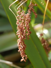 Machaerina sinclairii