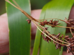 Machaerina sinclairii
