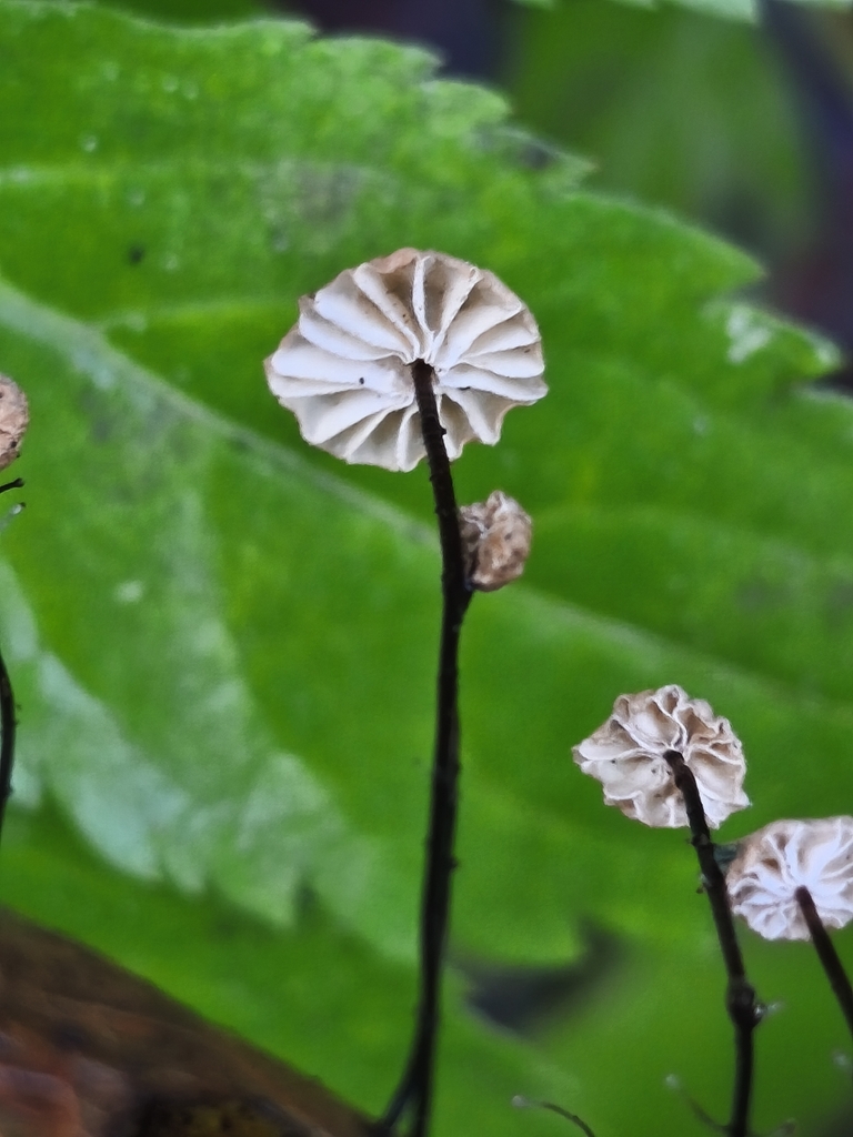 Marasmius bulliardii · December 2025 · photo: © mycototor (iNaturalist, cc-by)