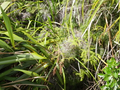 Machaerina sinclairii