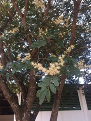 Copaifera langsdorffii