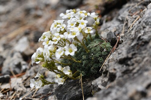 Diapensia Saxifrage (Saxifraga diapensioides)