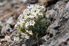 Saxifraga diapensioides, photograph (c) Flavien Saboureau, some rights reserved (CC BY)