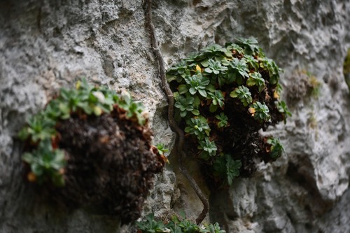 Primula allionii, photograph 2