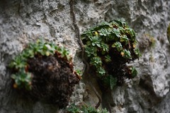 Primula allionii, photograph (c) Flavien Saboureau, some rights reserved (CC BY)
