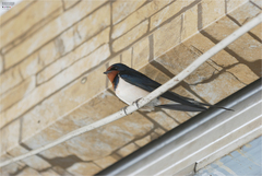 Hirundo rustica