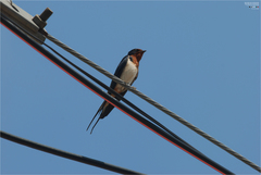 Hirundo rustica