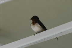 Hirundo rustica