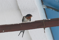 Hirundo rustica