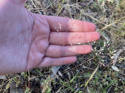 elegant hair grass (Aira elegans)