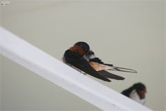 Hirundo rustica