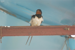Hirundo rustica