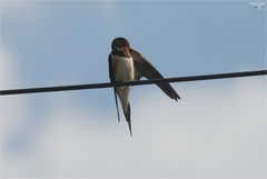 Hirundo rustica