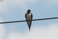 Hirundo rustica