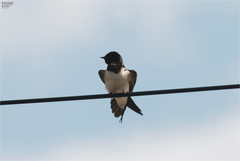 Hirundo rustica