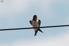 Hirundo rustica