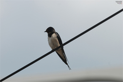 Hirundo rustica