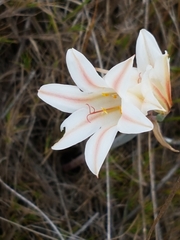Cyrtanthus loddigesianus