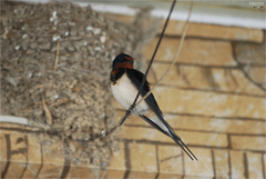 Hirundo rustica