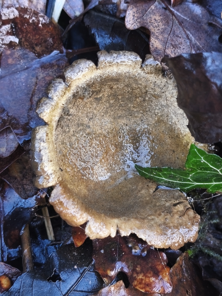 Scleroderma verrucosum
