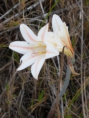 Cyrtanthus loddigesianus