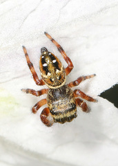 Phidippus clarus