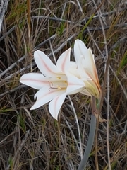 Cyrtanthus loddigesianus