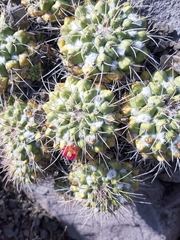 Mammillaria compressa compressa